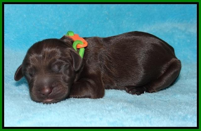 Caymen Trace newborn pups 41