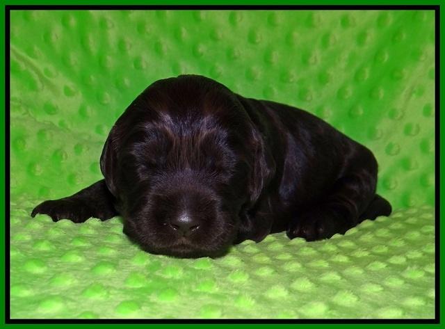 Caymen Trace pups 2 wks old 71