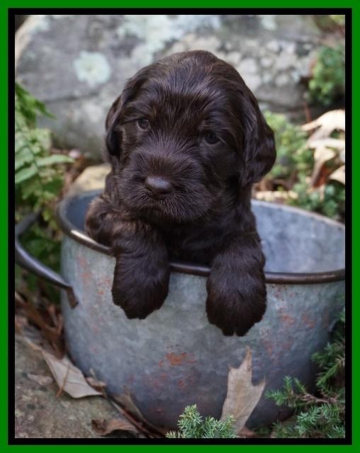 Caymen Trace pups 4 wks old 101