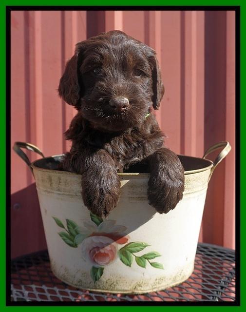 Caymen Trace pups 5 wks old 191