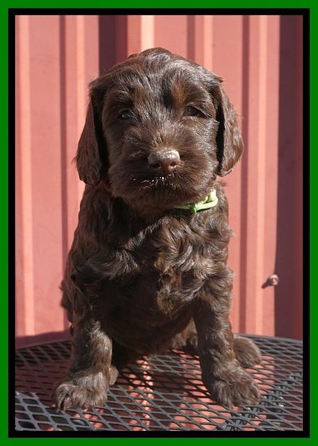 Caymen Trace pups 5 wks old 211