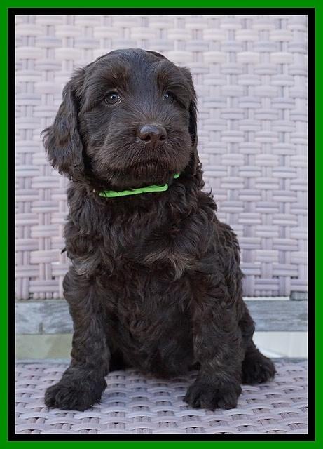 Caymen Trace pups 7 wks old 2132
