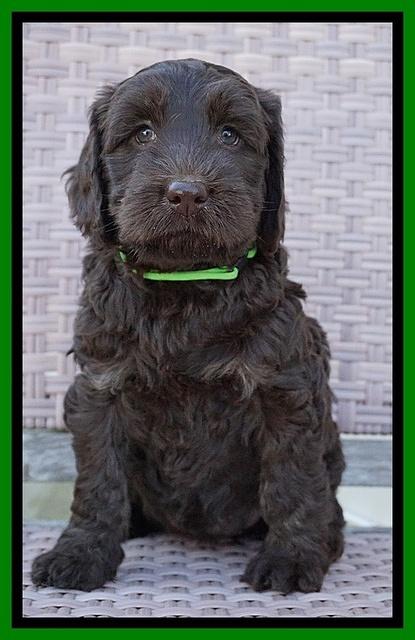 Caymen Trace pups 7 wks old 2142