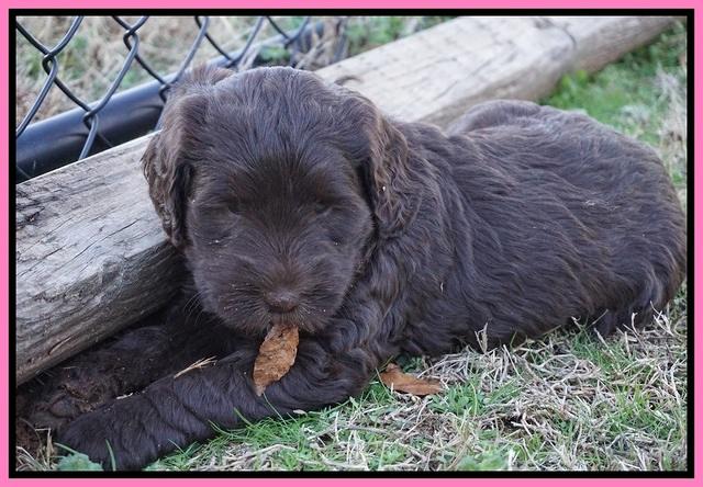 Cayman Trace pups 6 wks old 41