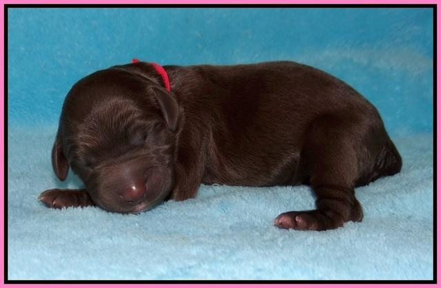 Caymen Trace newborn pups 11