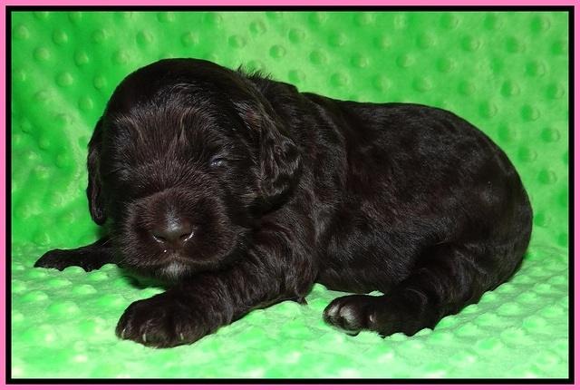 Caymen Trace pups 2 wks old 11