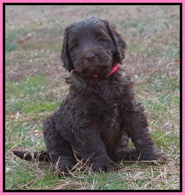 Caymen Trace pups 7 wks old 252