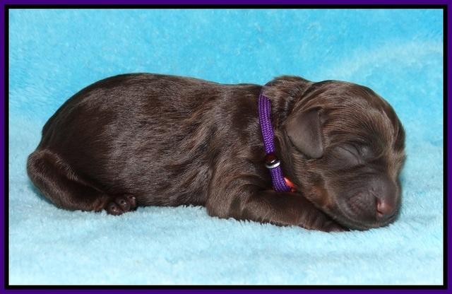 Caymen Trace newborn pups 21