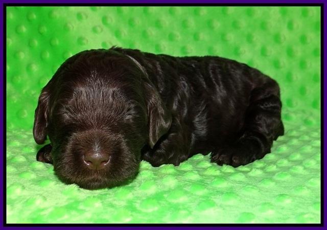 Caymen Trace pups 2 wks old 41