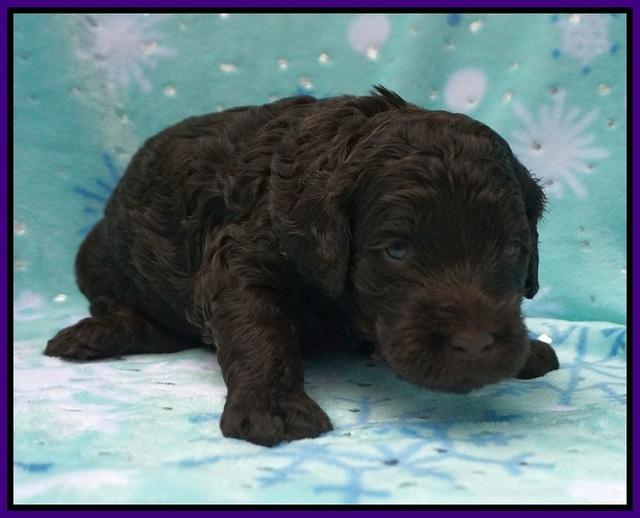 Caymen Trace pups 3 wks old 41