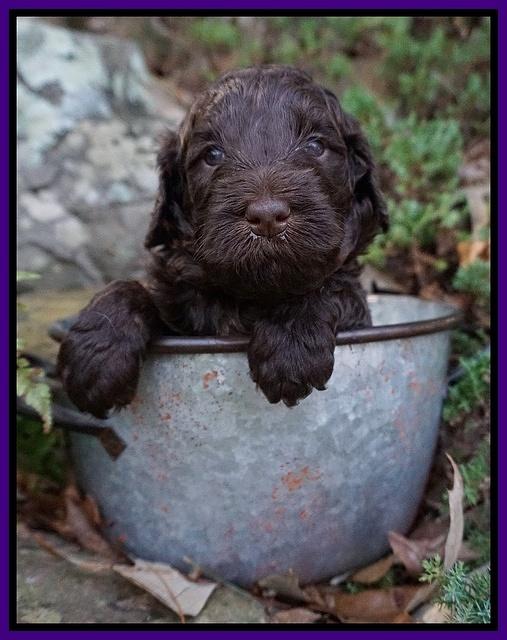 Caymen Trace pups 4 wks old 2100