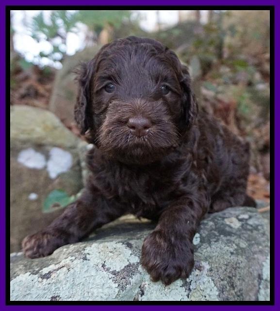 Caymen Trace pups 4 wks old 3100
