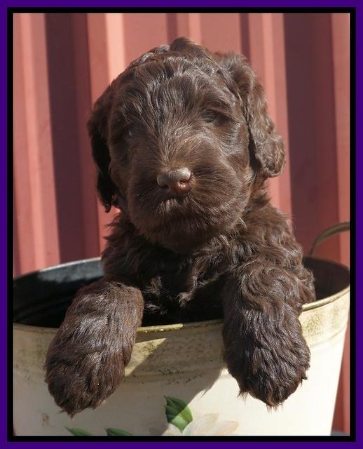 Caymen Trace pups 5 wks old 101