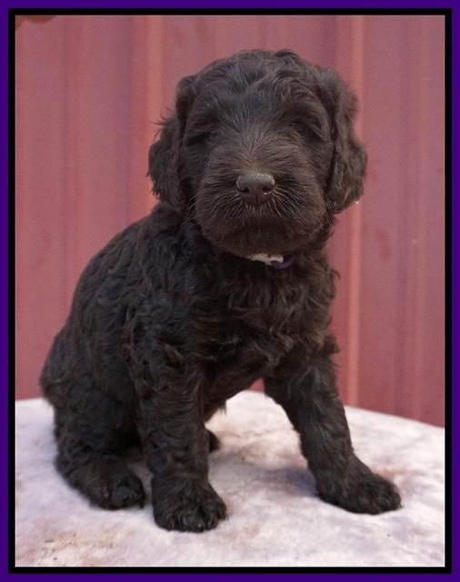 Caymen Trace pups 5 wks old 71