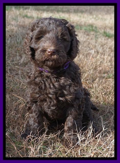 Caymen Trace pups 7 wks old 292