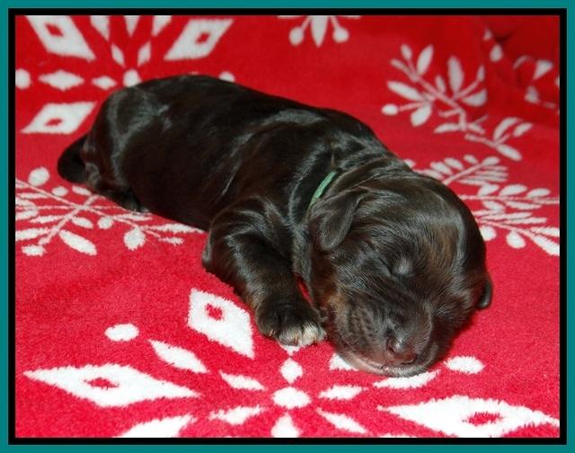 Cayman Trace pups 1 wk old 91