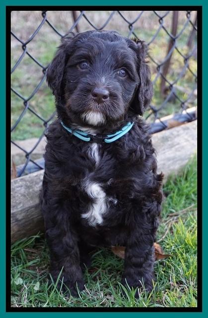 Cayman Trace pups 6 wks old 211