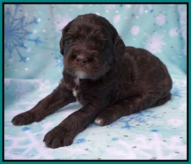 Caymen Trace pups 3 wks old 101