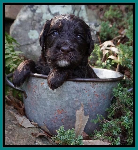 Caymen Trace pups 4 wks old 131