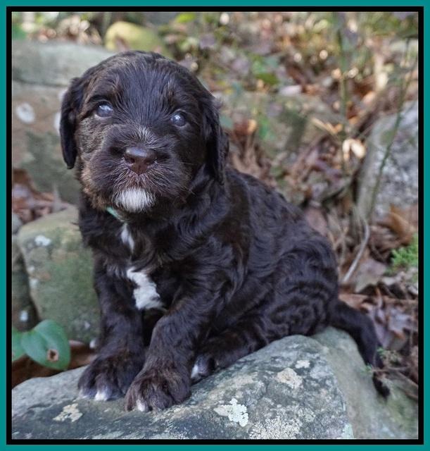 Caymen Trace pups 4 wks old 161