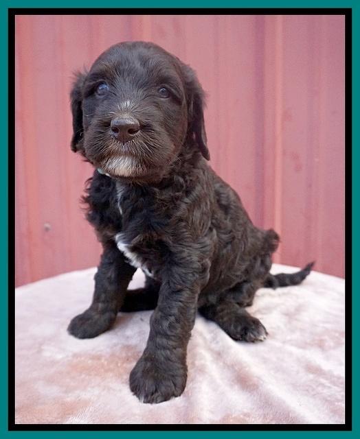 Caymen Trace pups 5 wks old 221