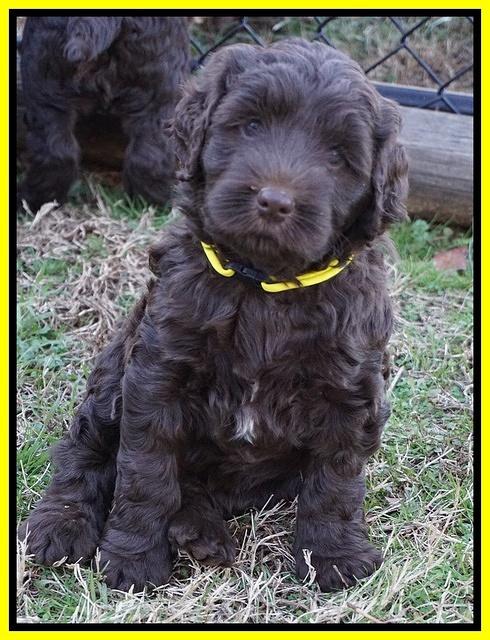 Cayman Trace pups 6 wks old 101