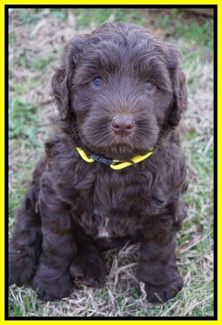 Cayman Trace pups 6 wks old 111