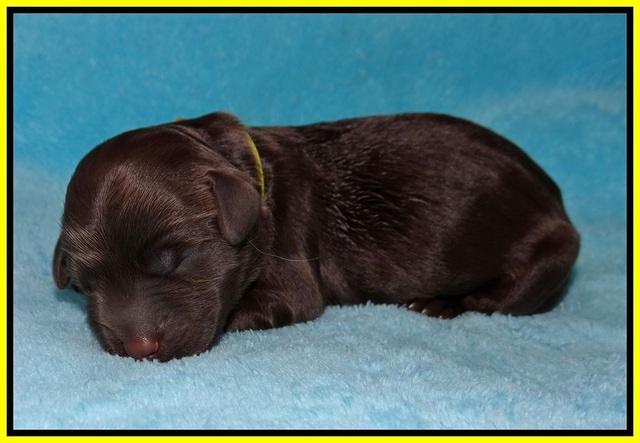 Caymen Trace newborn pups 31