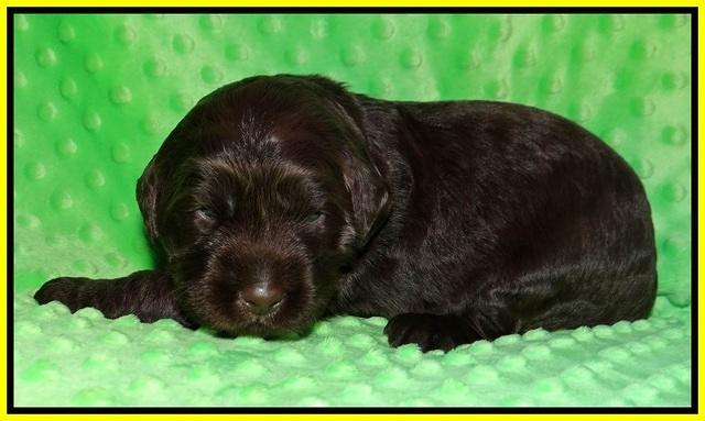 Caymen Trace pups 2 wks old 51