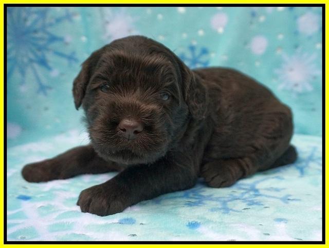Caymen Trace pups 3 wks old 61