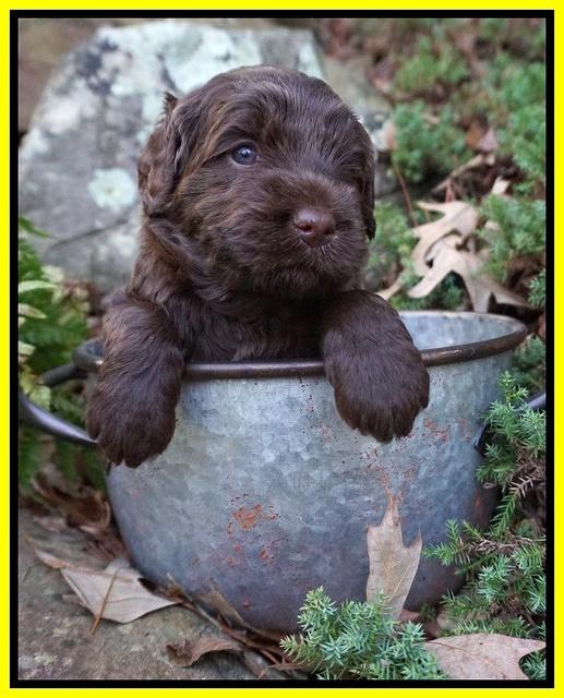 Caymen Trace pups 4 wks old 61