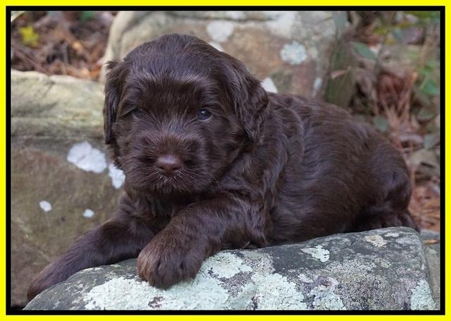 Caymen Trace pups 4 wks old 81