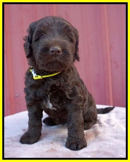 Caymen Trace pups 5 wks old 121