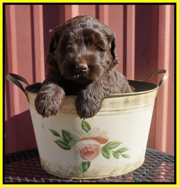 Caymen Trace pups 5 wks old 161