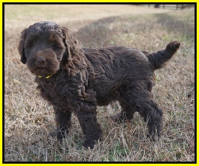 Caymen Trace pups 7 wks old 2102