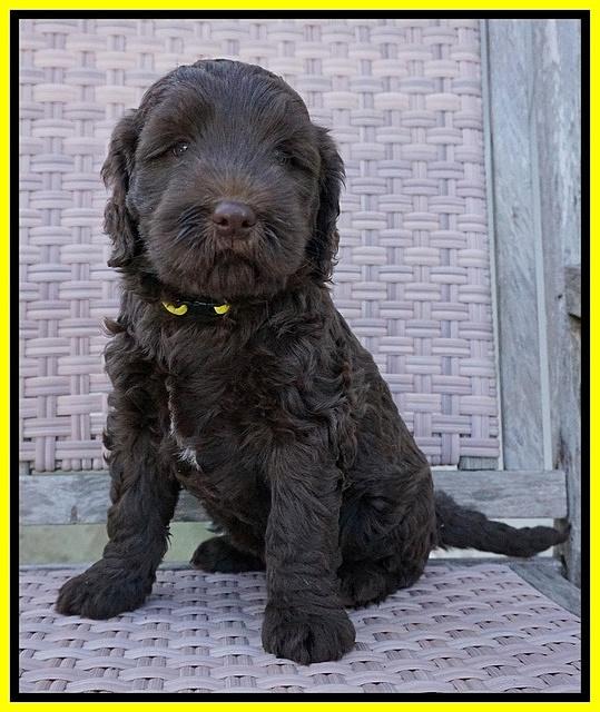 Caymen Trace pups 7 wks old 2112