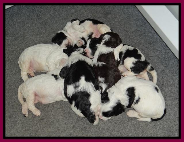 Paris Bronson pups 2 wks old 181