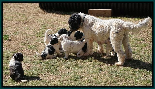 Paris Bronson pups 5 wks old 421
