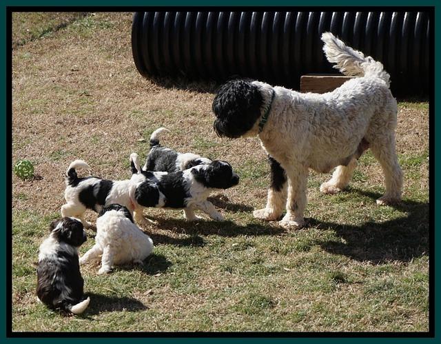 Paris Bronson pups 5 wks old 481