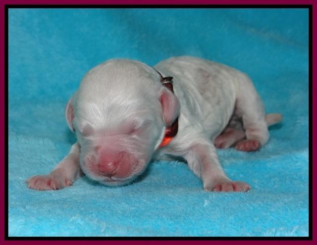 Paris Bronson Newborn 191