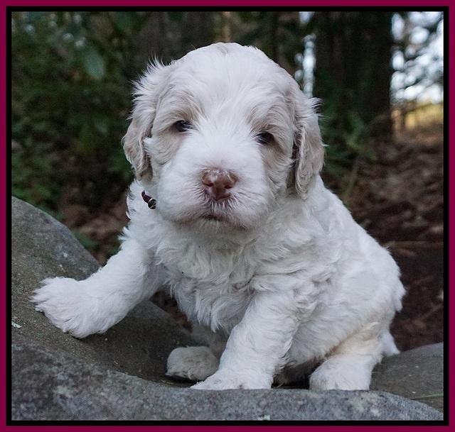 Paris Bronson pups 4 wks old191