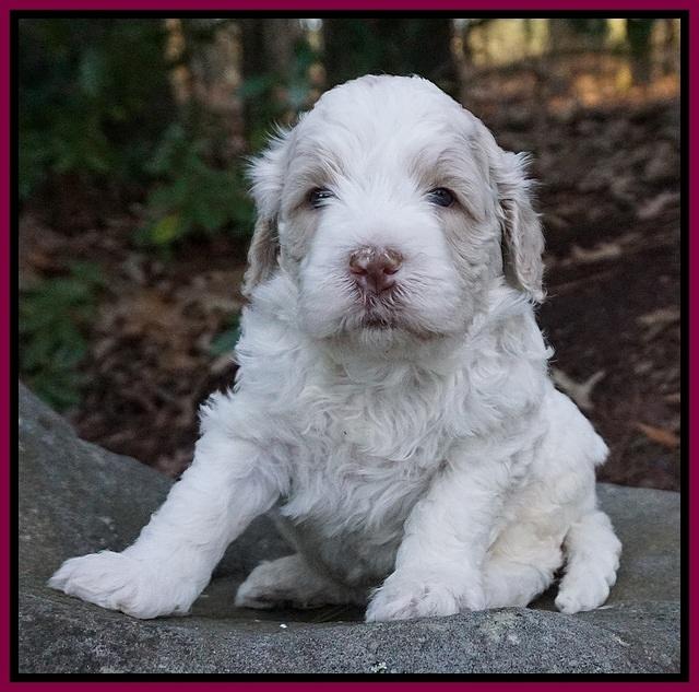 Paris Bronson pups 4 wks old201