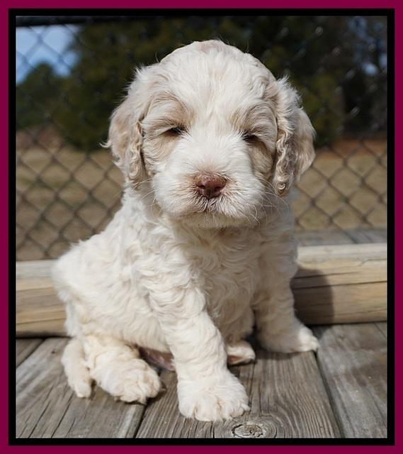 Paris Bronson pups 5 wks old 381