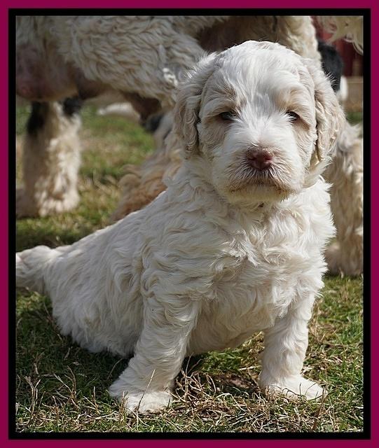 Paris Bronson pups 5 wks old 411