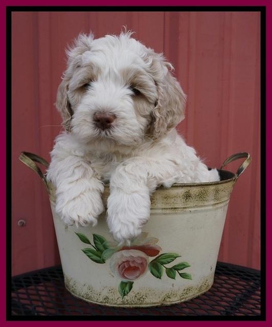 Paris Bronson pups 6 wks old 201