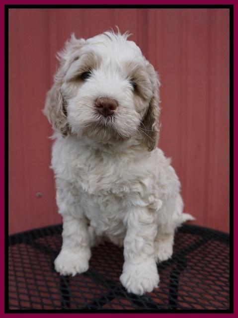 Paris Bronson pups 6 wks old 211