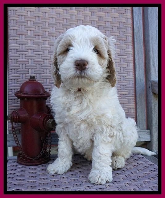 Paris Bronson pups 7 wks old 221