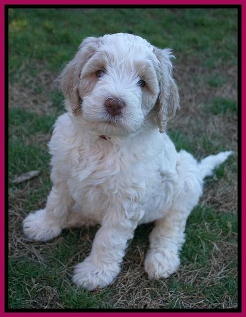 Paris Bronson pups 7 wks old 231