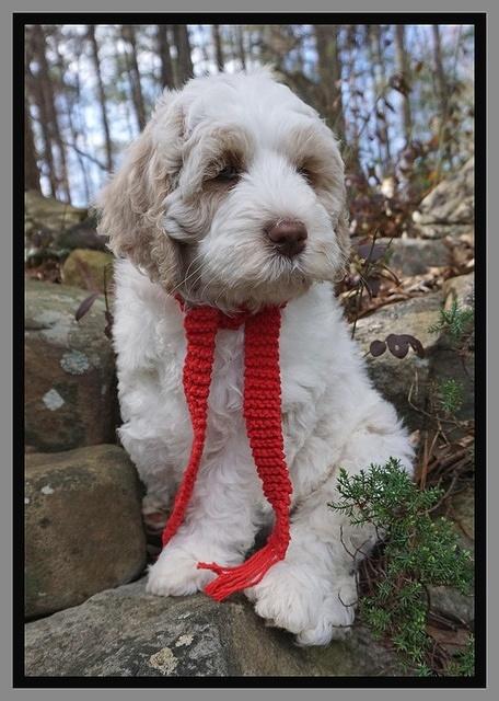 Paris Bronson pups 8 wks old121