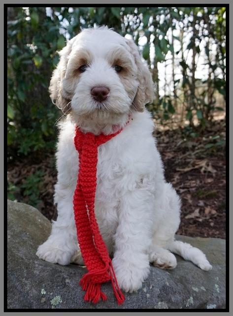 Paris Bronson pups 8 wks old131